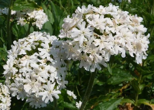 LYCHNIS  viscaria alba (1455)